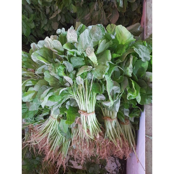 

sayur bayam segar 1 ikat