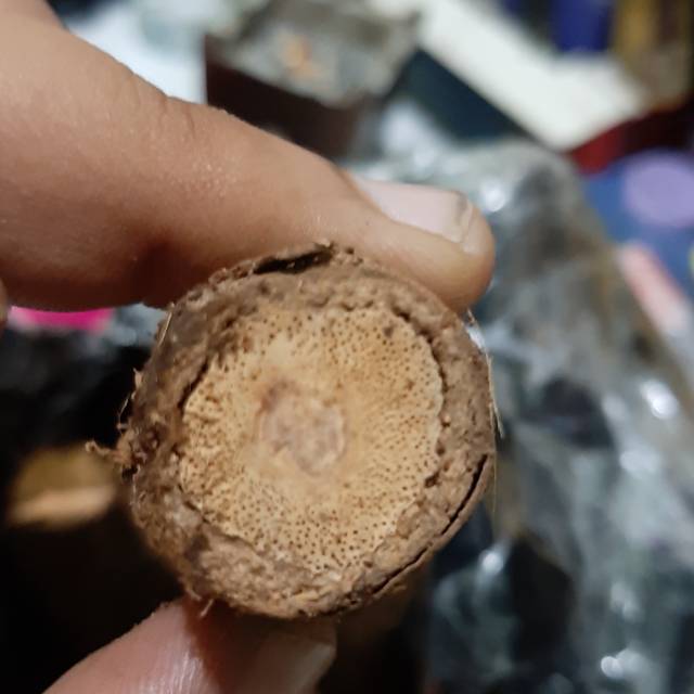 

Akar bajakah kalimantan asli ready jakarta