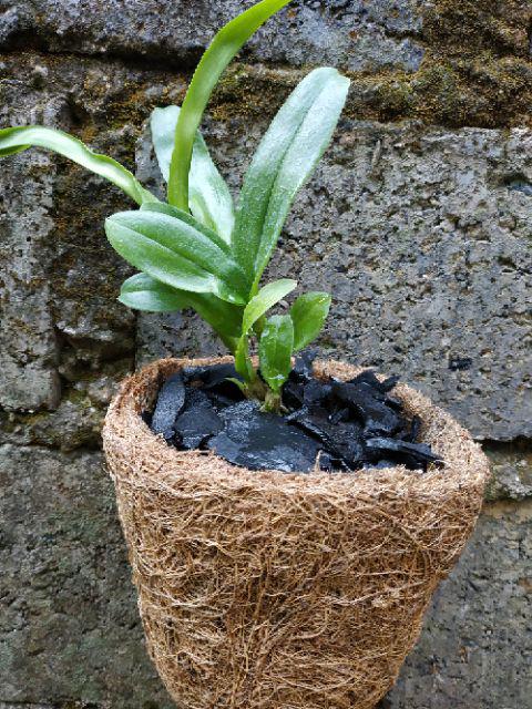 Pot sabut kelapa anggrek  dendrobium gantung bonsai tempel  