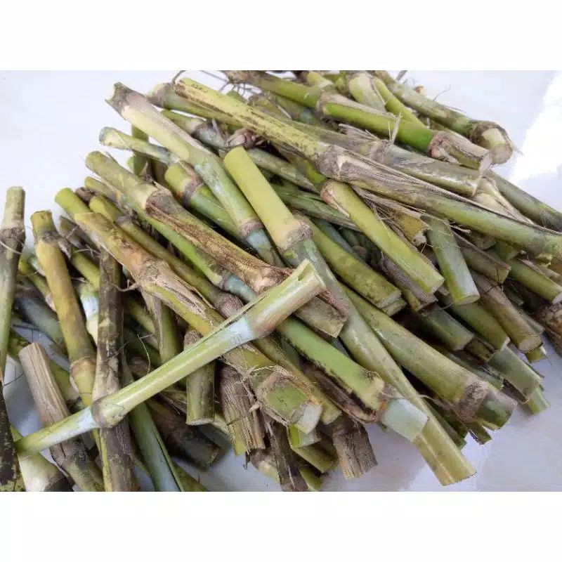 4 kg bibit rumput pa cong rumput pakan ternak /rumput gajah / pakan hewan