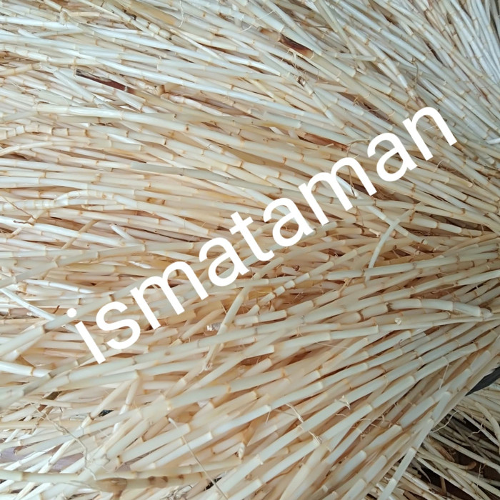 

1 kg Akar alang alang segar Paling Dicari