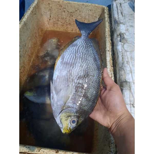 

jual promo ikan beronang fresh dan segar
