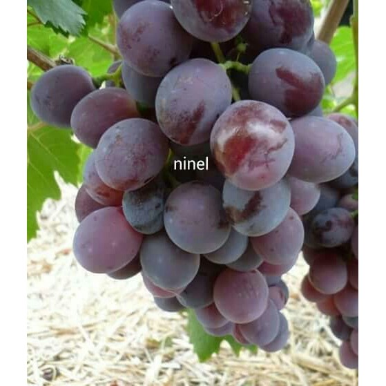Bibit tanaman buah anggur ninel