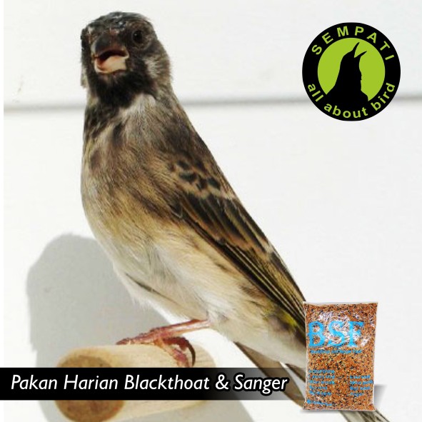 Mozambik Bsf Pakan Burung Mozambik Blackthroat Sanger Mozambik
