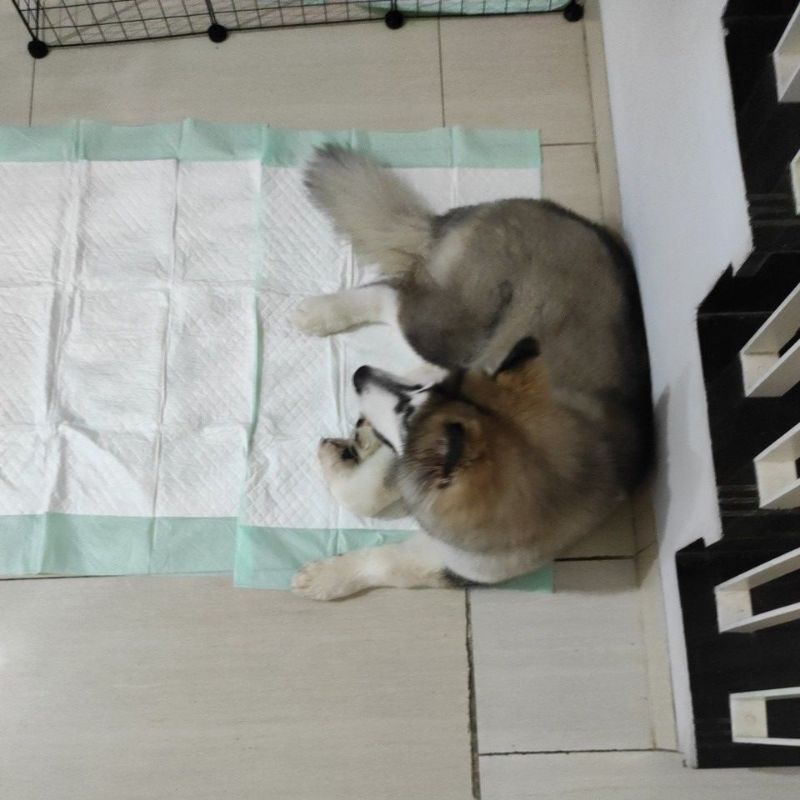 Underpad Besar / Alas Tempat Pipis Anjing Kucing Anabul 60x90