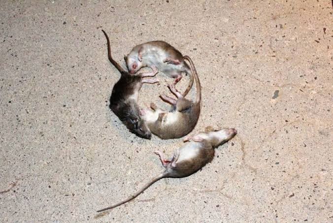 Ramtus Obat Racun Tikus Langsung Mati Kering Tidak Bau Sangat Ampuh Racun Pembasmi Tikus 1 Pack