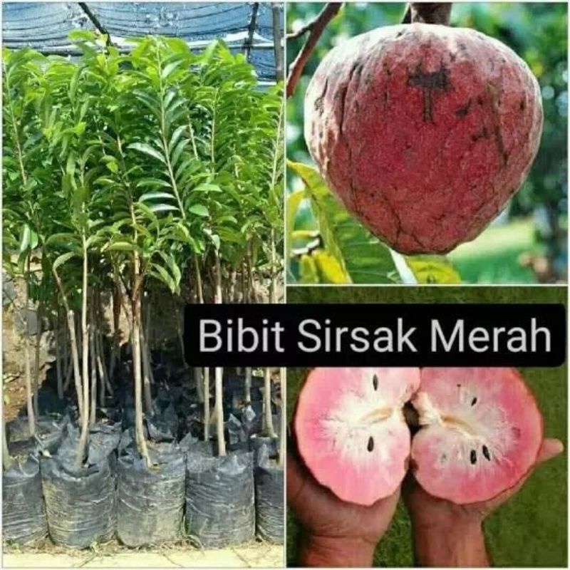 bibit sirsak merah