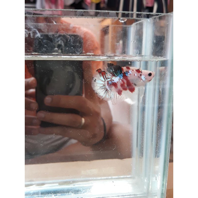 cupang hias baby giant koi galaxy