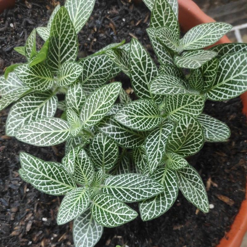 fitonia putih perpolibag penuh fittonia putih