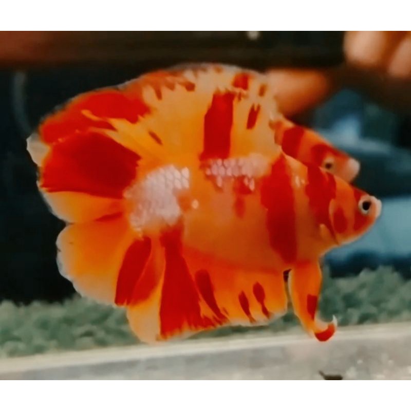 IKAN CUPANG HIAS 3 PAIR PKDT KING NEMO LEOPARD FIRE LUXURY LIMITED EDITION + FREE 15 EKOR