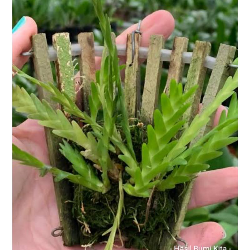 Anggrek Lokartia lunifera Orchid Anggrek Hutan Sumatera Unik Langka outdoor indoor