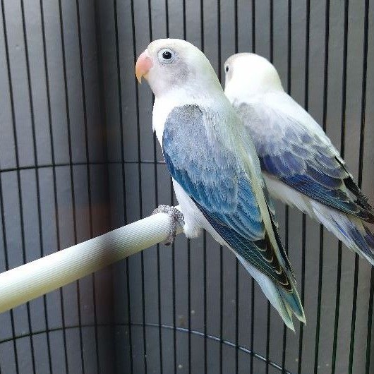 ADEEVAPOINT | BURUNG LOVEBIRD | BIOLA EWING