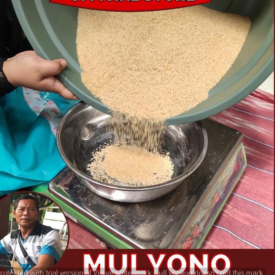 

[KODE RYC] Telur Jangkrik Alam Madu Kualitas Super Netas 99%
