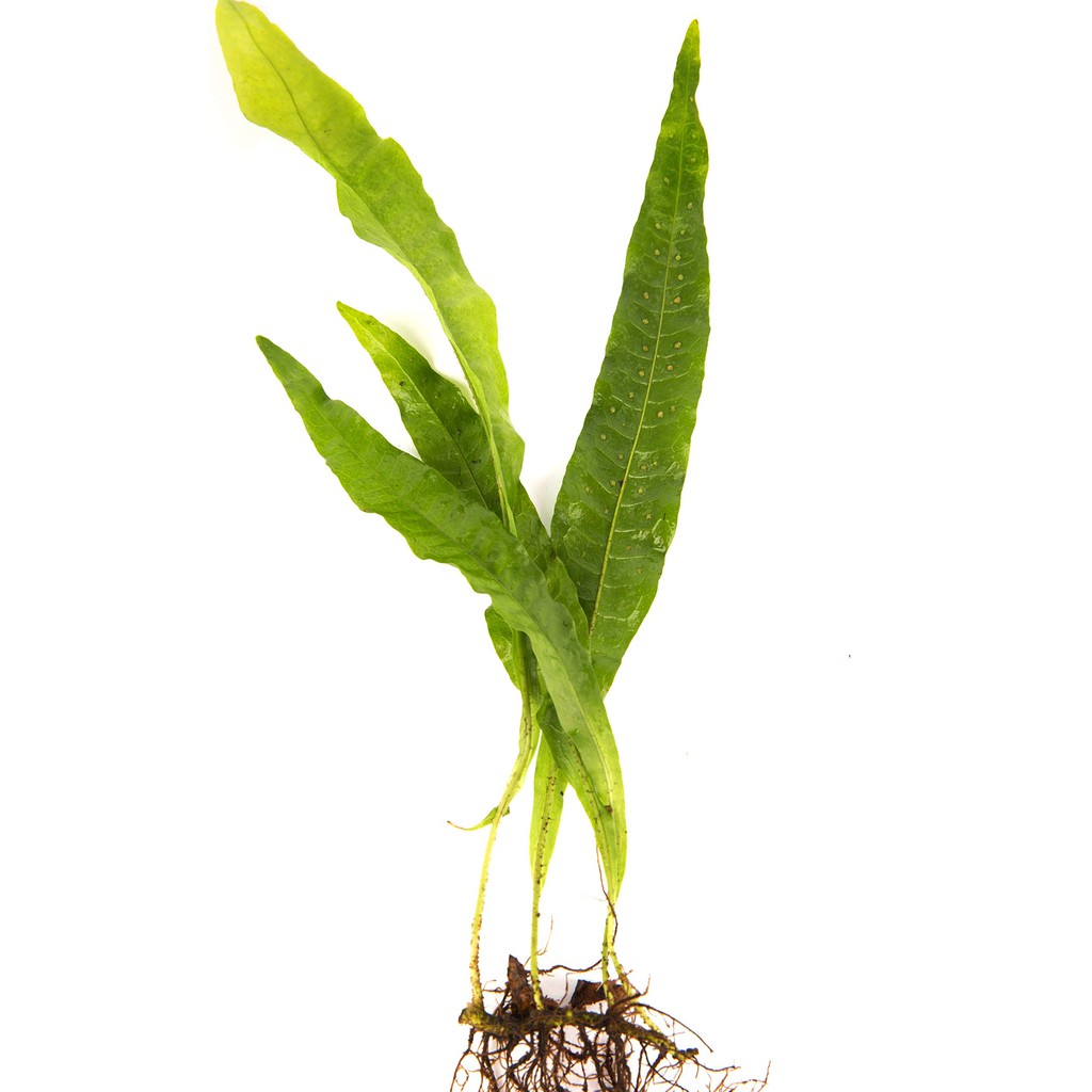 Microsorum Pteropus Java Fern Kadaka Shopee  Indonesia