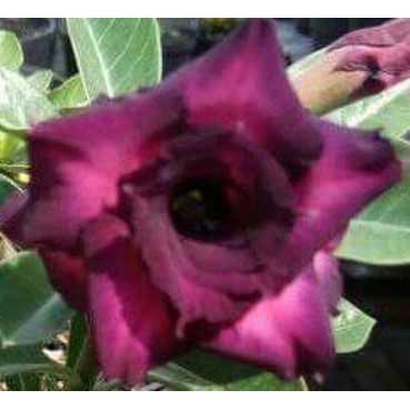 Tanaman Hias Adenium Grafting PURPLE MAHALAP