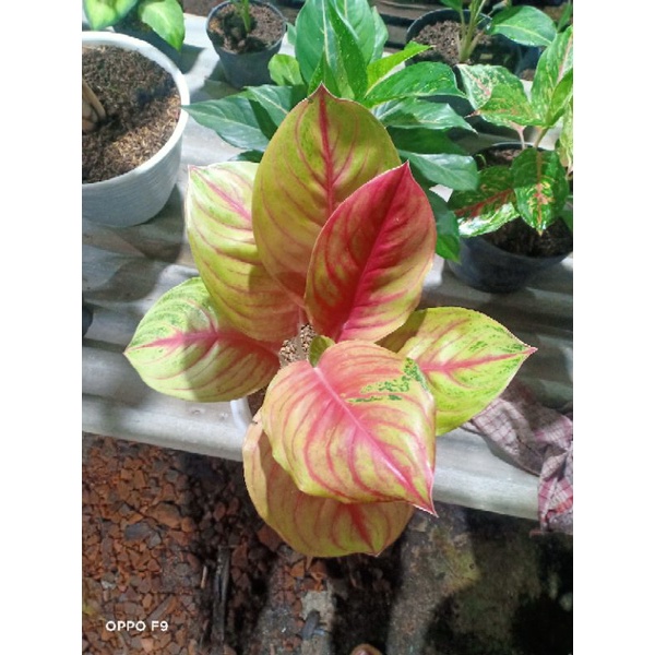 aglonema Andini mutasi jumbo murah