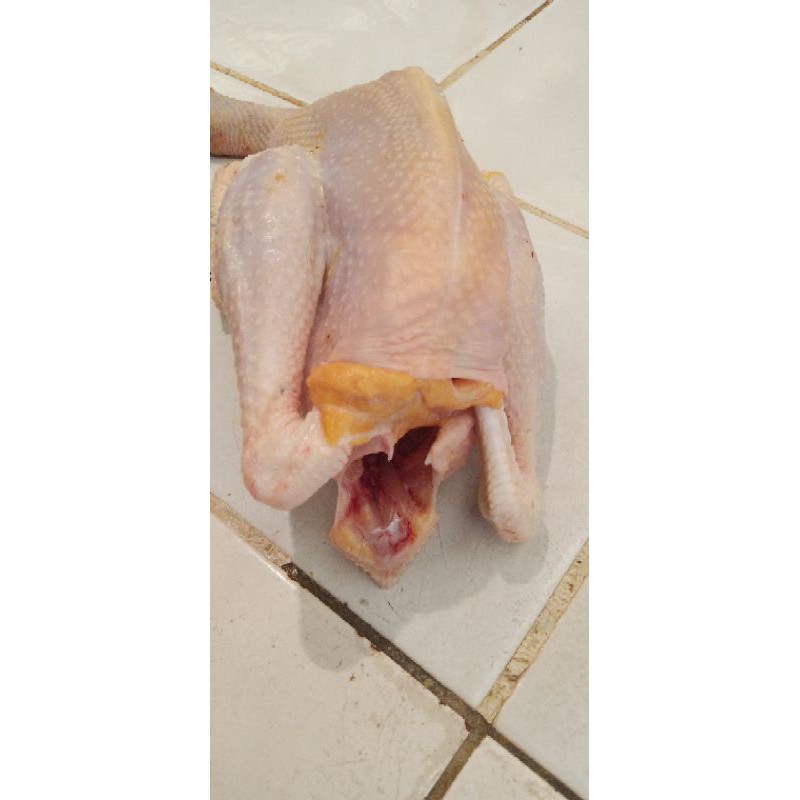 

Ayam kampung