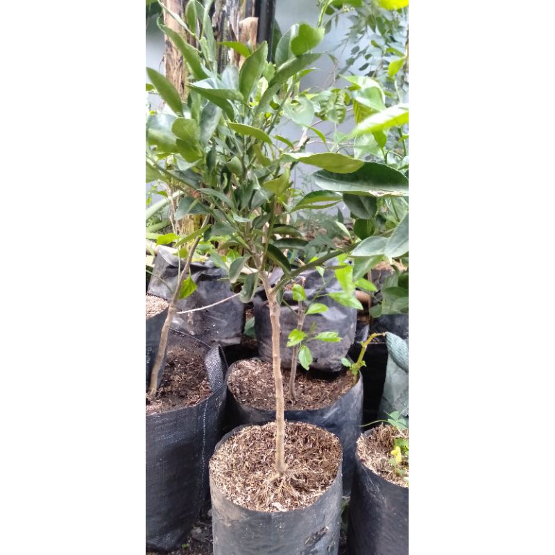 Jeruk Keprok Madu Tanaman