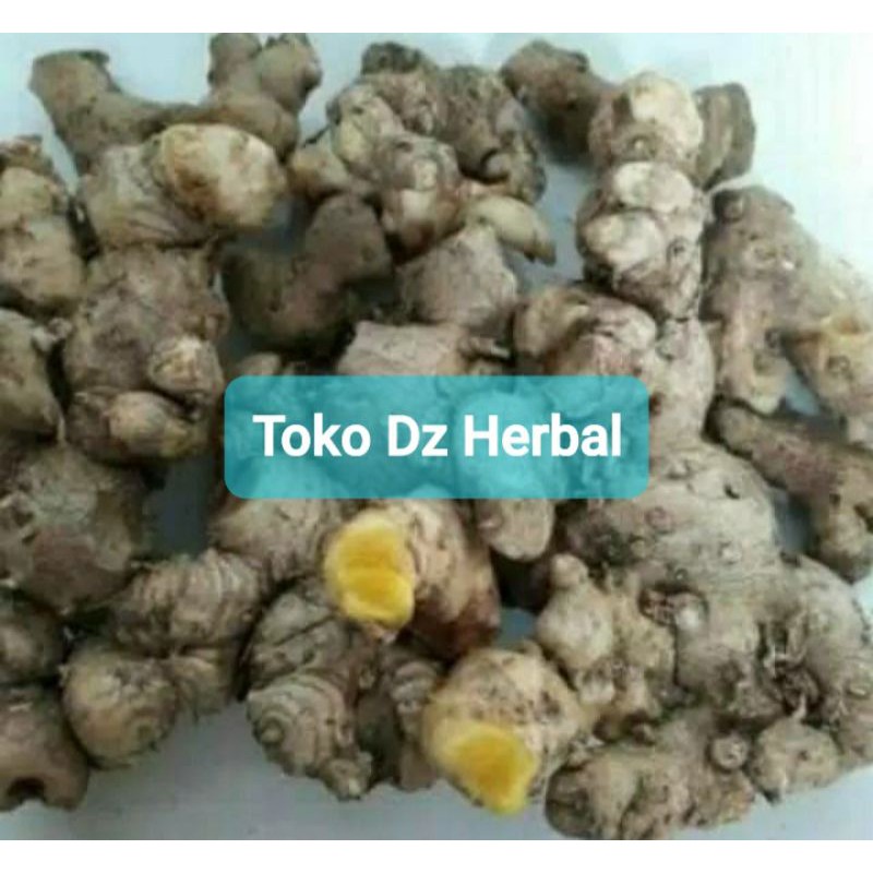 

Rimpang panglai umbi panglai kuning segar 200 gram