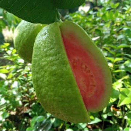 Bibit Jambu Biji Chegua Okulasi