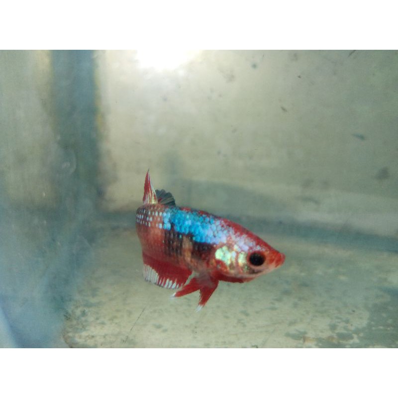 PROMO ANAKAN IKAN CUPANG MULTICOLOUR