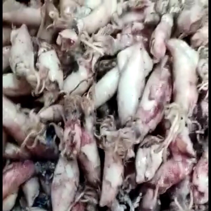 

IKAN ASIN - SOTONG JARUM JUMBO 1 KG