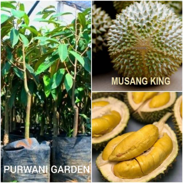 Bibit Durian Musang King Asli