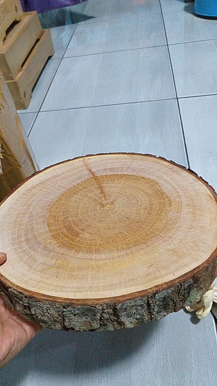Potongan Kayu | Talenan Kayu | Slice Wood Diameter 20-22 Cm