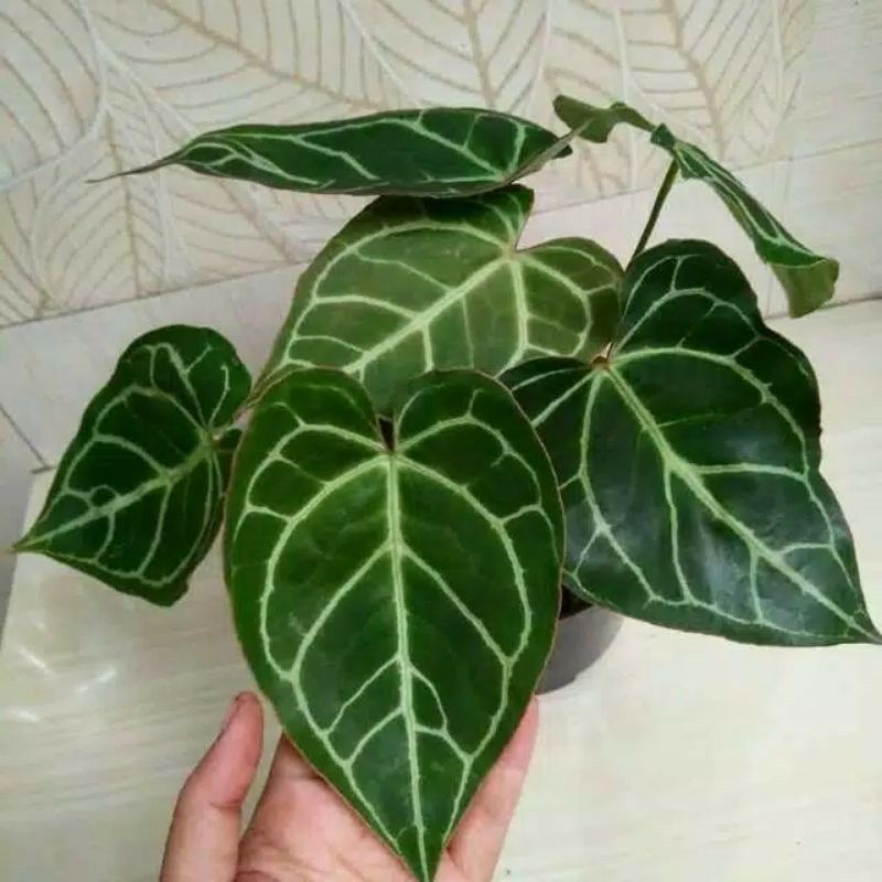Tanaman Hias Kuping Gajah Anthurium Crystallinum Tanaman Indoor / Tanaman Hias Kuping Gajah / Pohon 