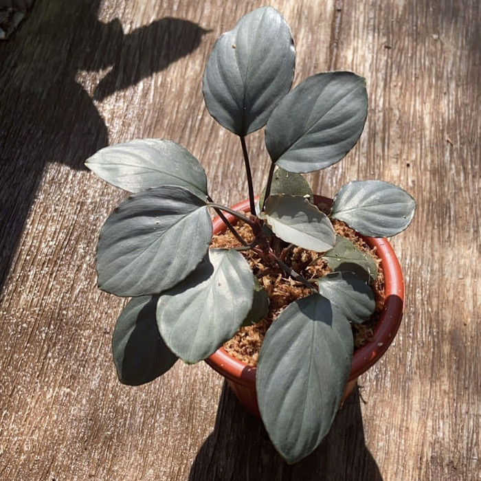 Rare item - tanaman homalomena metalic red - homalomena red silver