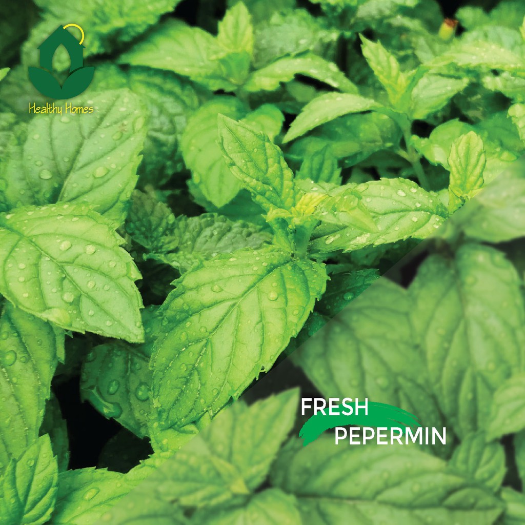 

Daun Pepermin Segar 100gram/1kg Jabodetabek