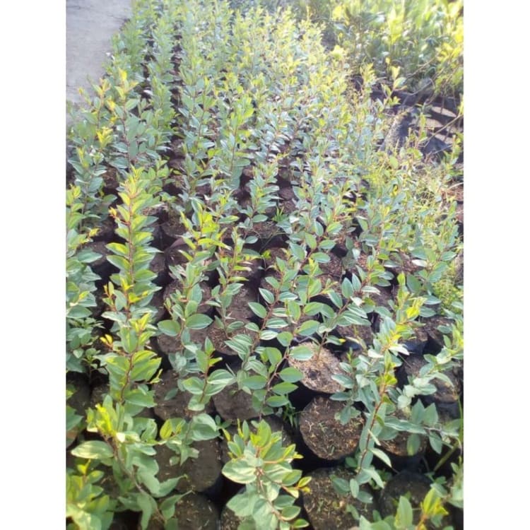 Bibit Bidara Arab - Asli