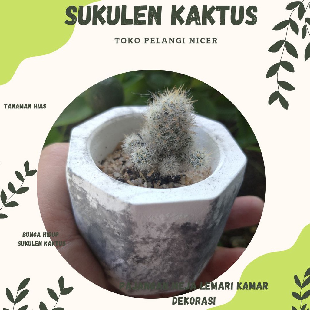 Kaktus Mini Sukulen Kaktus Murah Tanaman Hias Bunga Hidup Artificial Pot Poligon