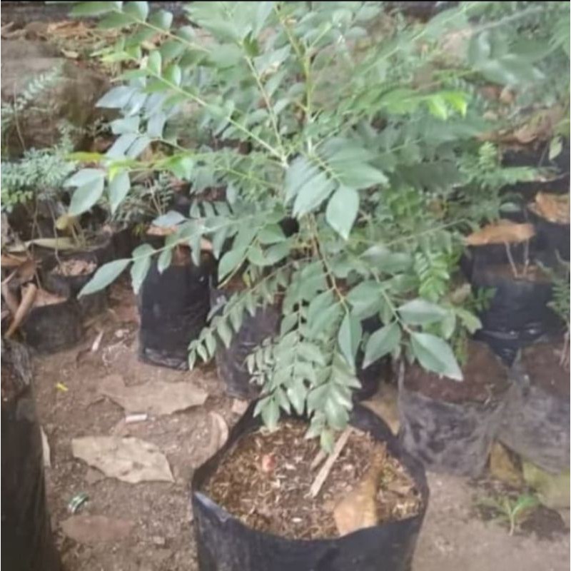 Pohon Salam Koja/Pohon Kari