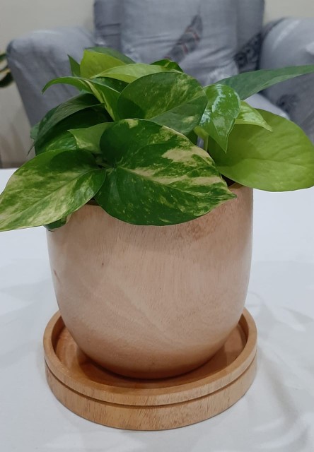 Lampu Kayu Mahogany 100% Original