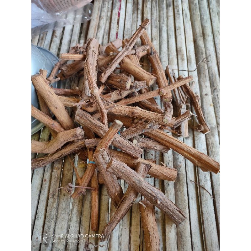 cutting atau rotstock batang bawah Anggur