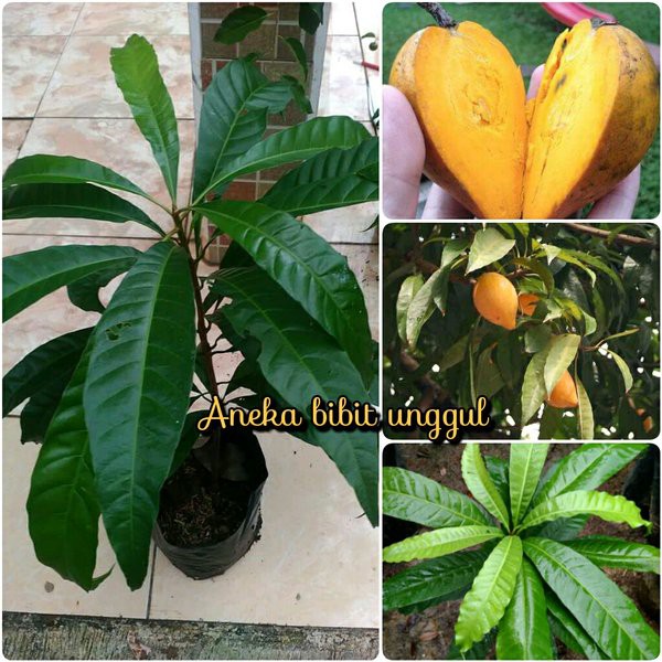 BIBIT BUAH SAWO MENTEGA ATAU SAWO BELANDA ATAU SAWO ALKESA ALKESAH