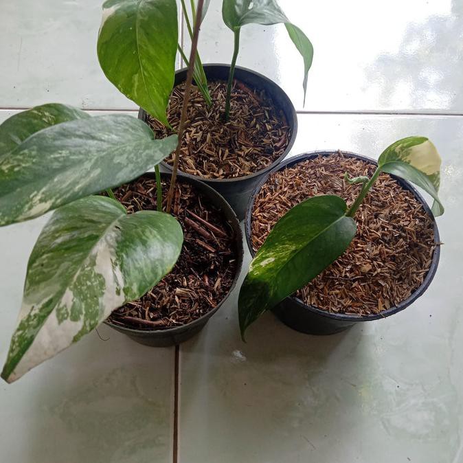 Tanaman Hias Epipremnum Varigata - Ekor Naga Varigata