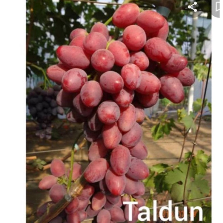 bibit anggur taldun