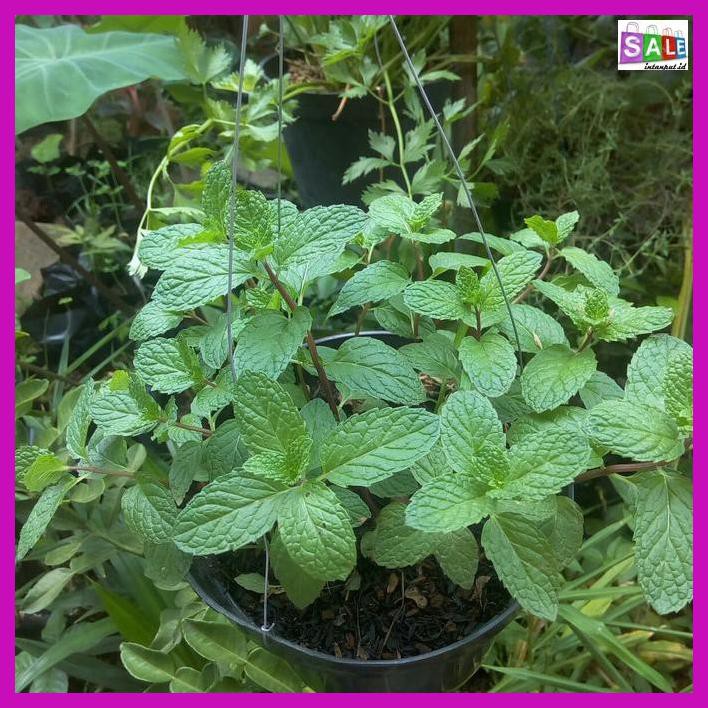 

HINEBIBIT- POHON MINT -ASLIII.