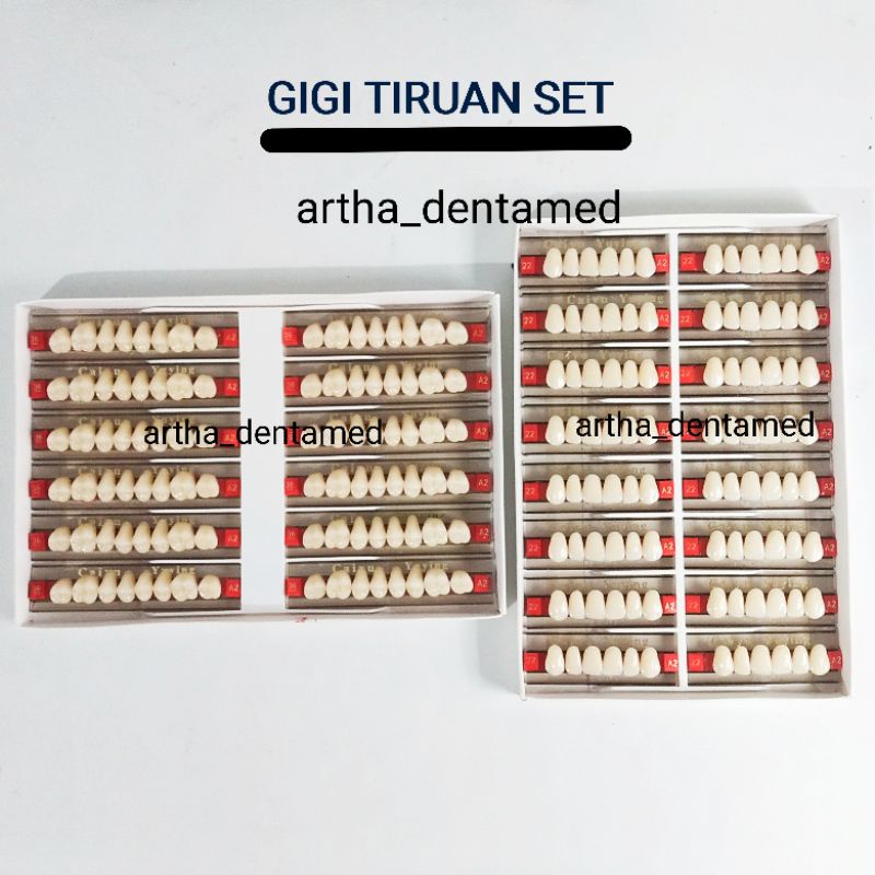 DENTAL GIGI PALSU / GIGI TIRUAN ANTERIOR UPPER DEPAN ATAS DAN POSTERIOR BELAKANG GERAHAM (1 BOX)