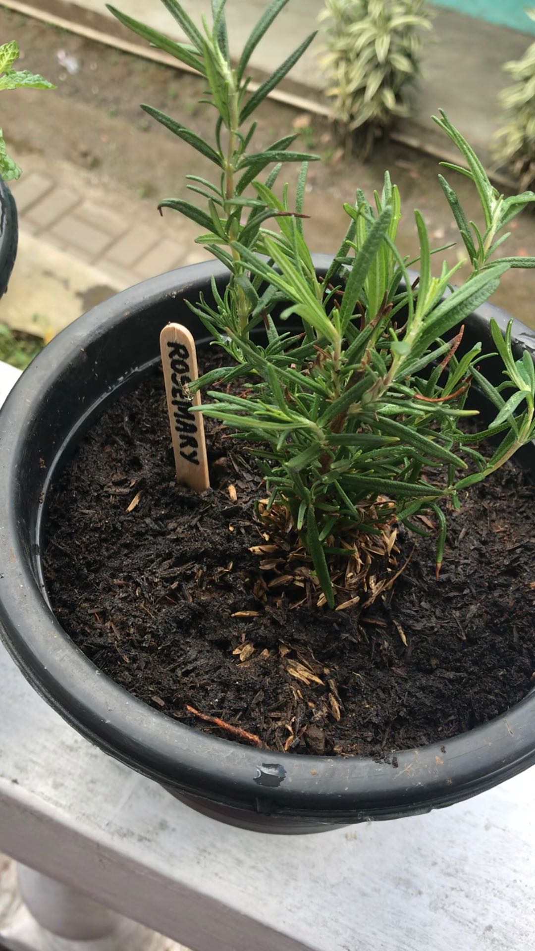 Eceran Media Tanam Tanah Subur Isi +/- 1kg