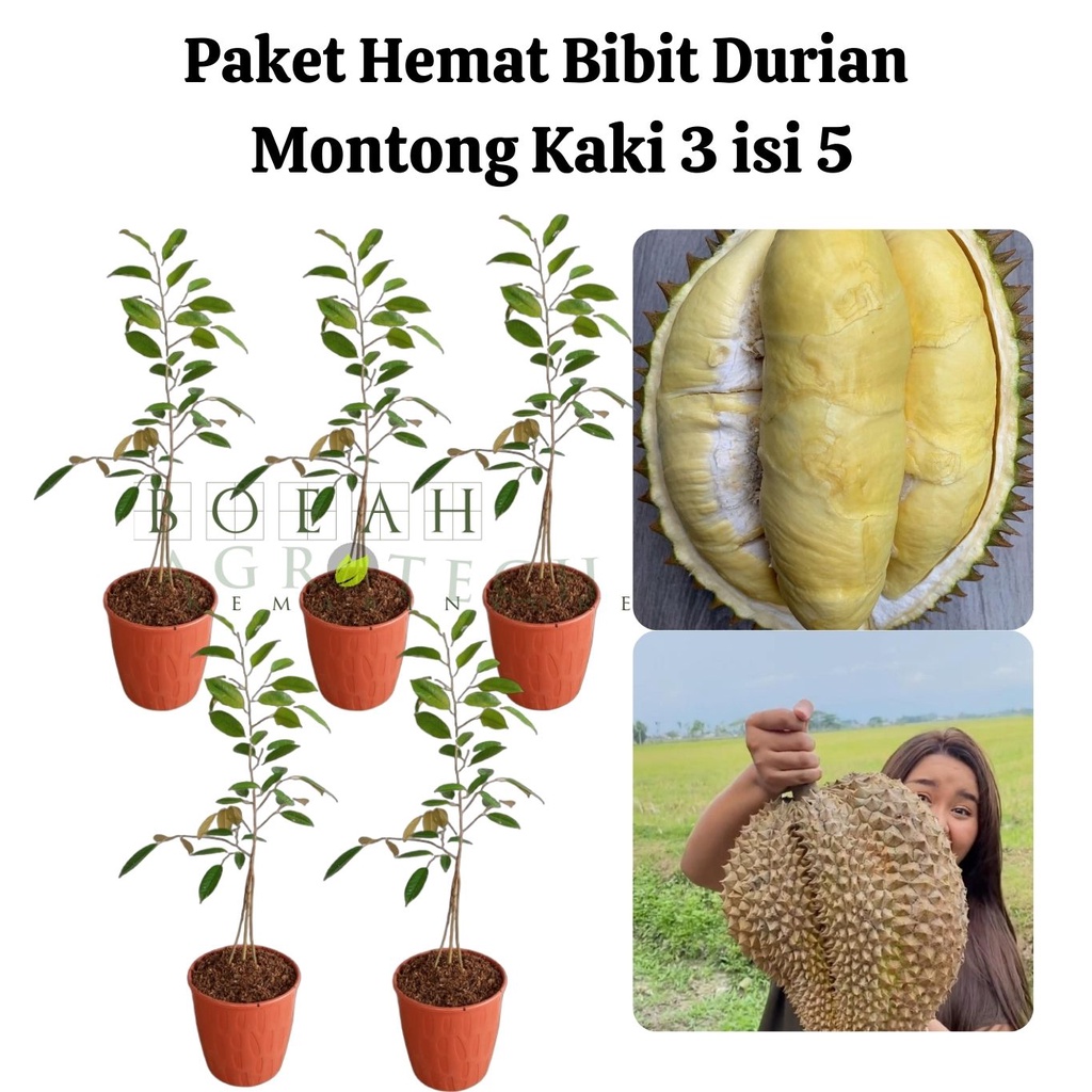 Paket Hemat Bibit Durian Montong Kaki 3 Isi 5 Bonus Bibit Strawberry+Polibag