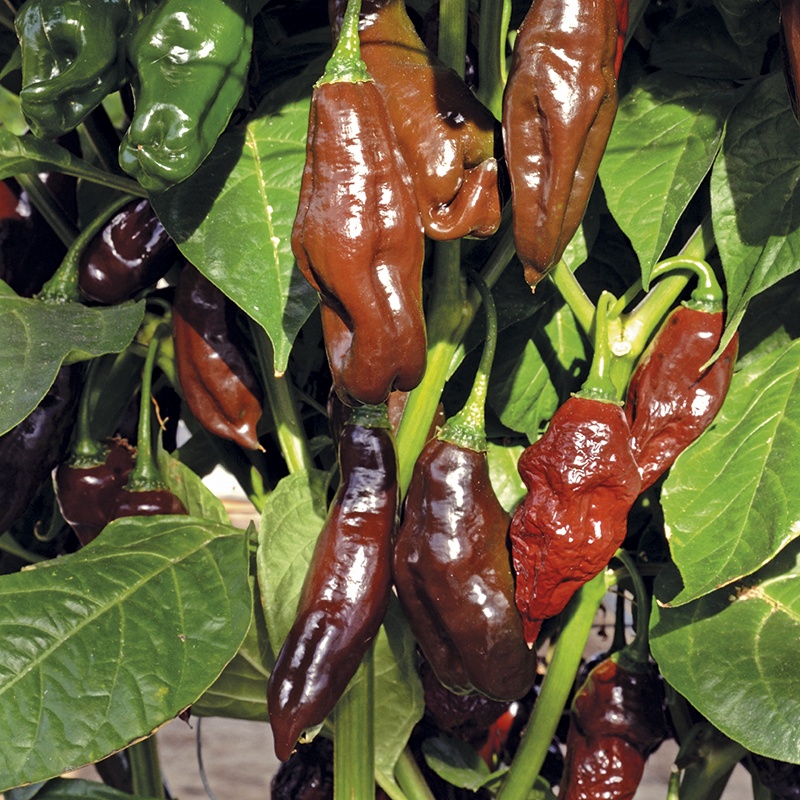 Benih Bibit Biji - Cabai Machu Picchu Tail Cabe Pepper Seeds