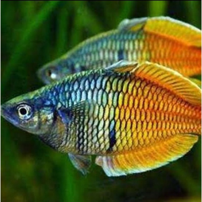 ikan hias rainbow bosemani