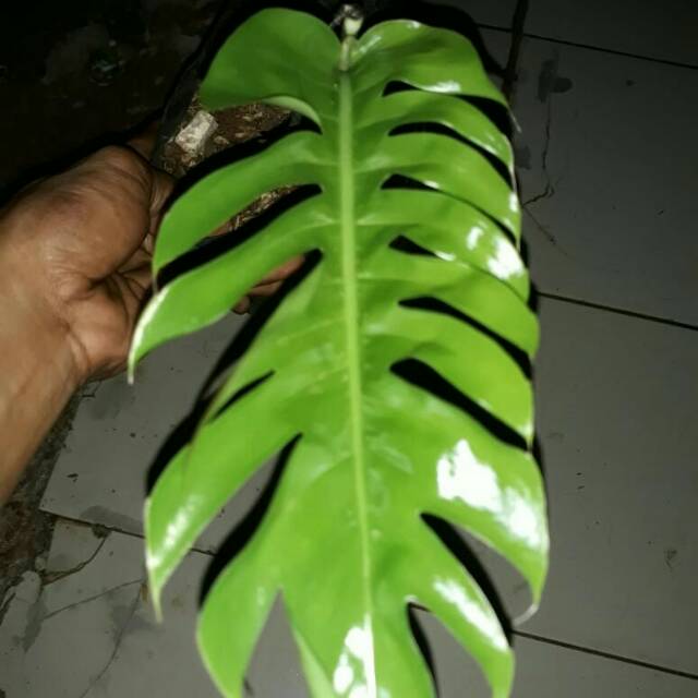 tanaman monstera ekor naga