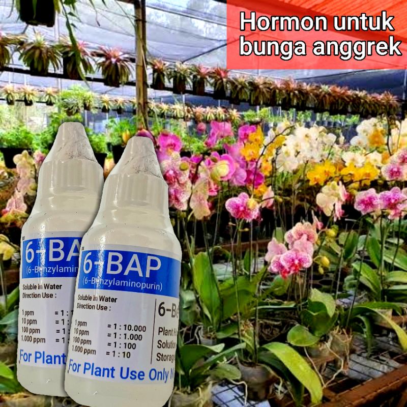 6 BAP Hormon bunga Anggrek Keiki 30ml