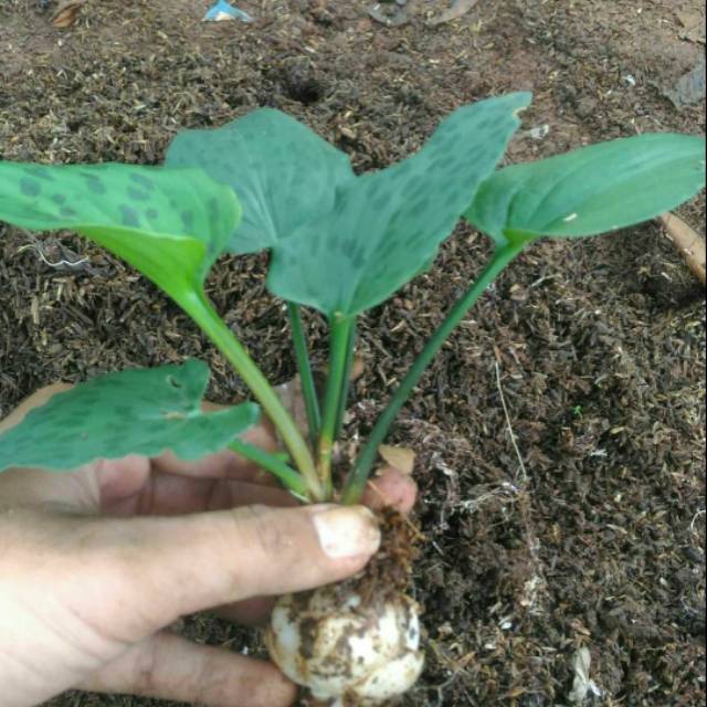 Tanaman Keladi Tikus Murah Tanaman Caladium Keladi Tikus Shopee Indonesia