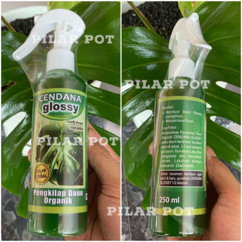 pengkilap daun organik cendana glossy 250 ml - siap pakai