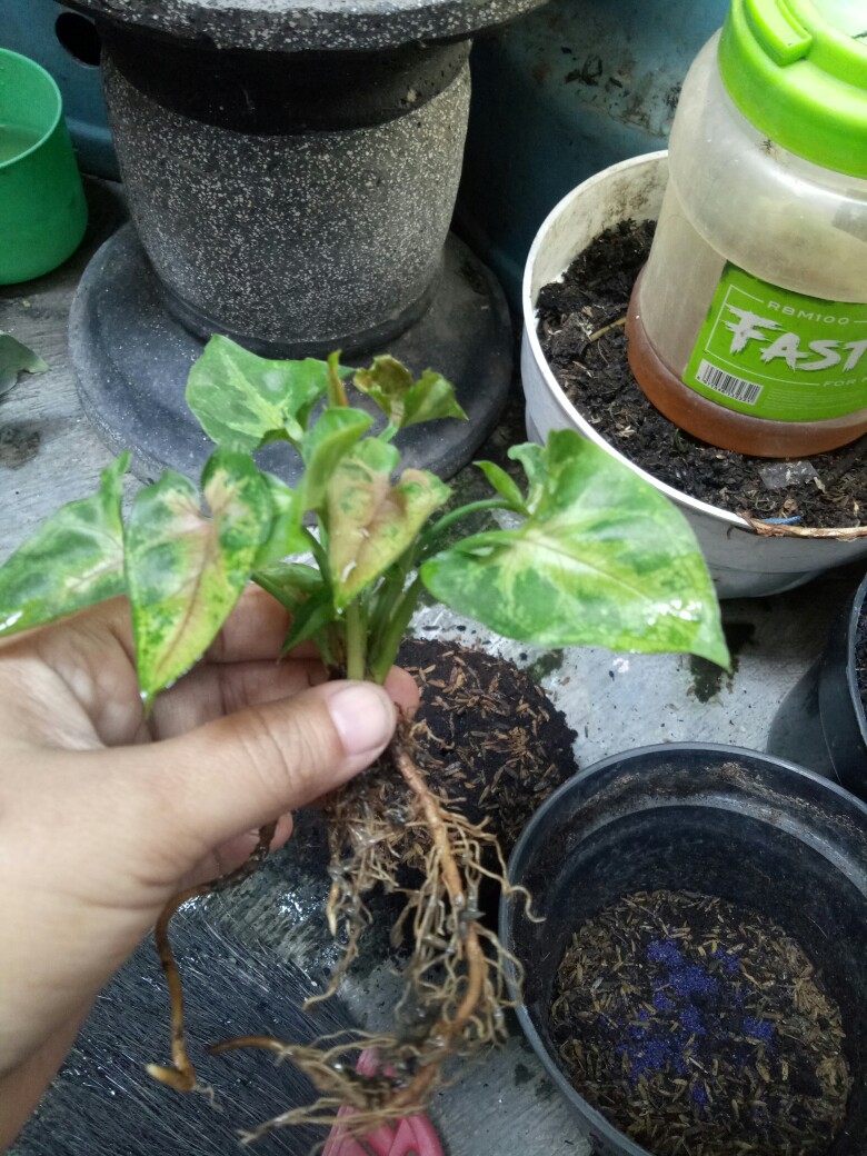 Tanaman Hias Syngonium Mini Maria Allusion